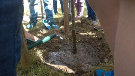 Apfelbaum5